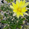 Mammillaria longimamma