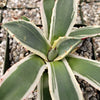 Agave applanata marginata