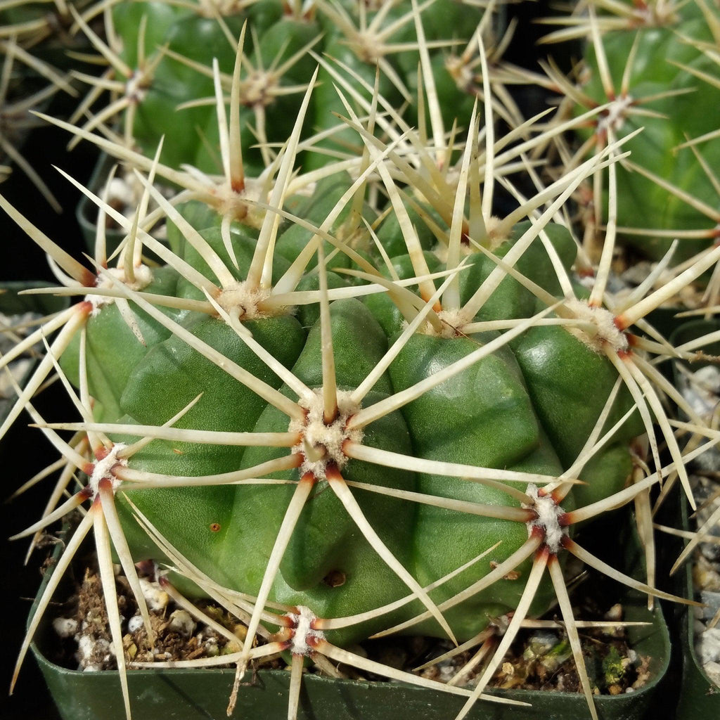 Gymnocalycium monvillei
