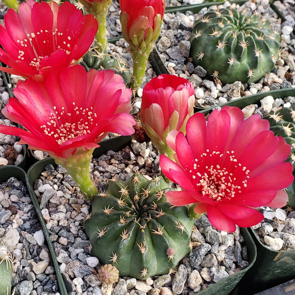 Lobivia pojoensis grandiflora
