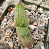 Aloe karasbergensis