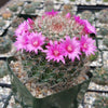 Mammillaria zeilmanniana