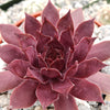 Sempervivum rojo red Hens and Chicks