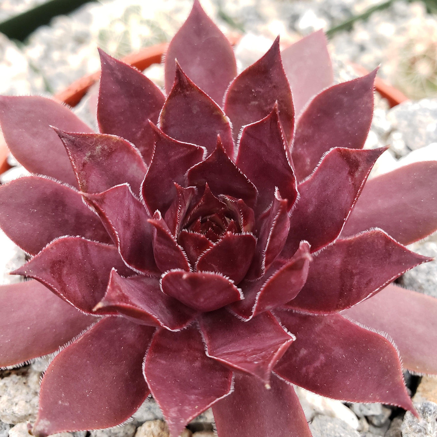 red succulents plants Sempervivum Rojo Red Hens and Chicks