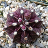 Gymnocalycium friedrichii