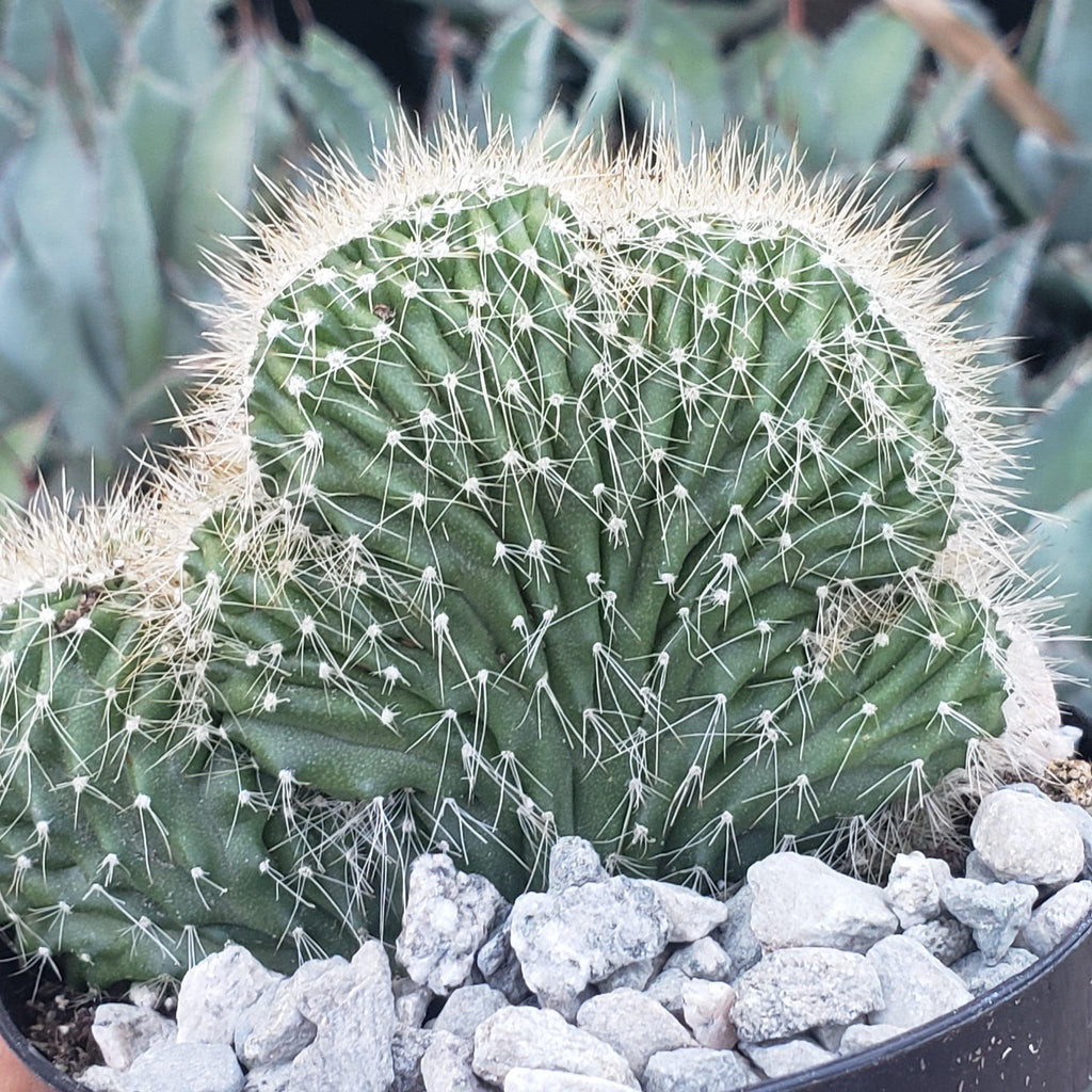 Neobuxbaumia polylopha cristata