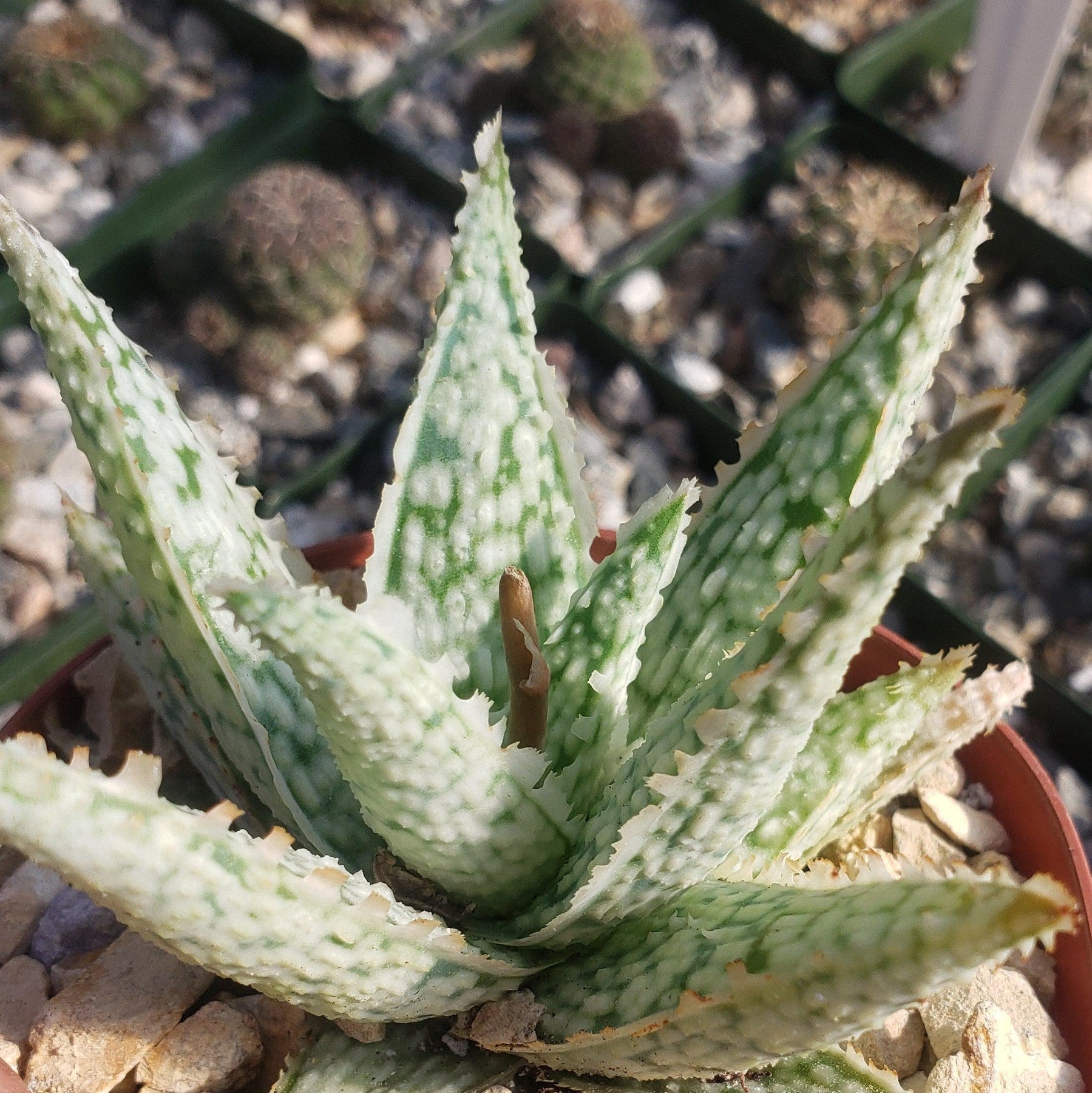 aloe vera plant san diego Must-Have Aloe Diego | Shop Now