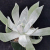 Giant Chalk Dudleya ‘Dudleya brittonii’