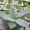 Agave parryi huachucensis