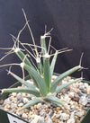 Leuchtenbergia principis