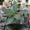 Dorstenia lancifolia