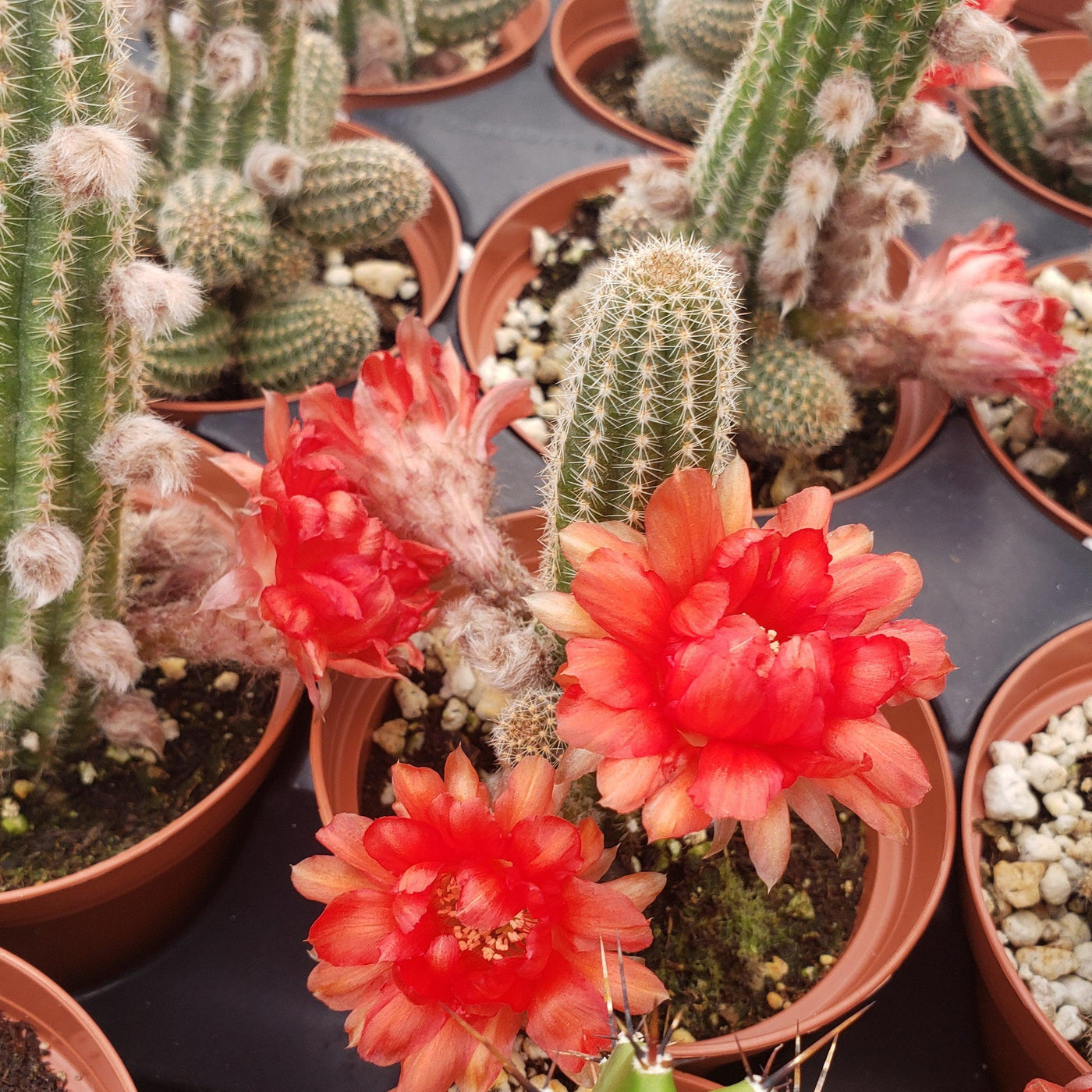 types of peanut cactus Shop 'Peanut Cactus - Echinopsis chamaecereus' Care & Growing Guide