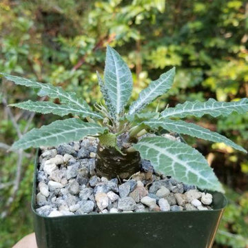 country lane succulent plants Dorstenia lancifolia – Planet Desert