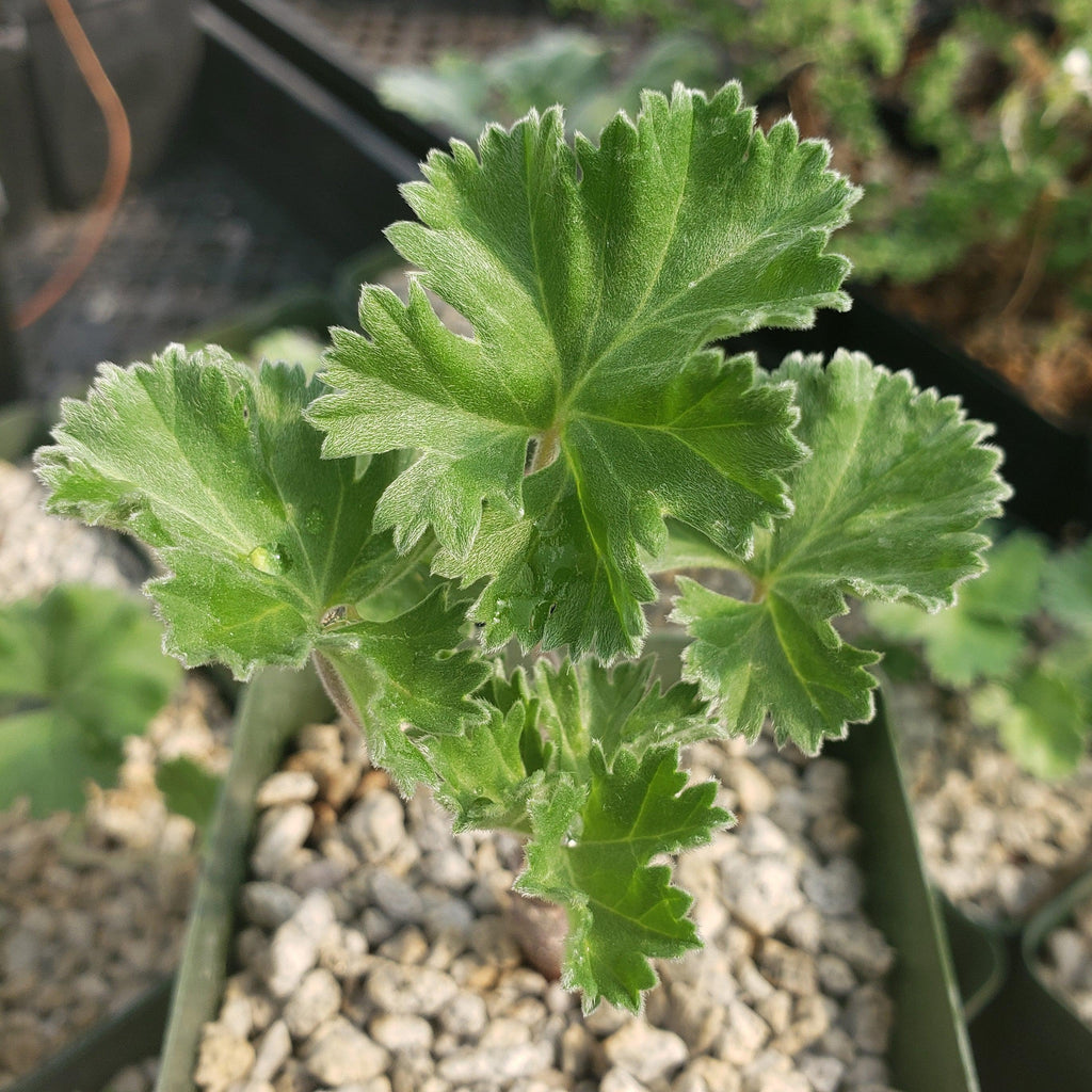 Pelargonium crassicaule