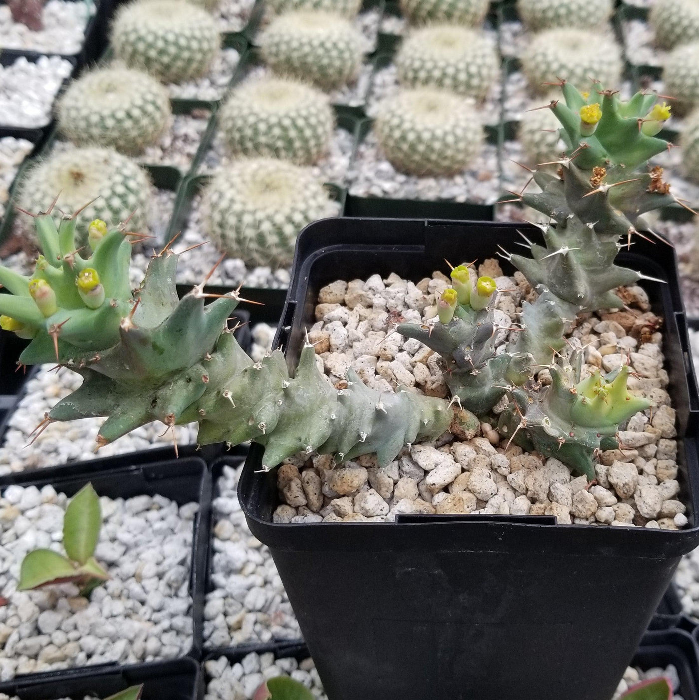 Euphorbia groenewaldii