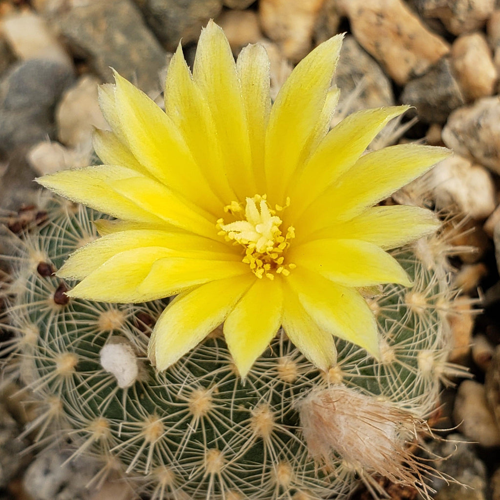 Frailea tenuissima albisetosa