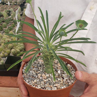 Euphorbia pubiglans large