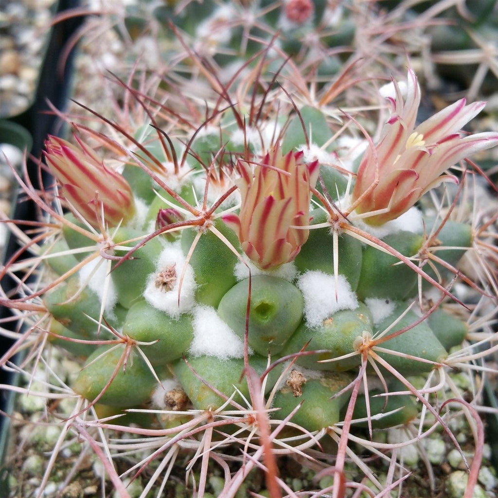Mammillaria obscura tortulospina