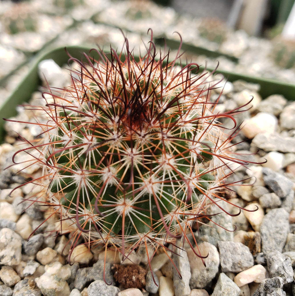 Mammillaria tenango del valle