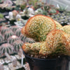 Mammillaria elongata cristata copper king