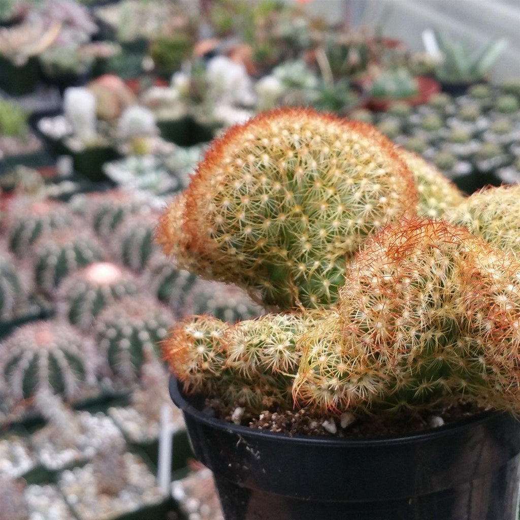 Mammillaria elongata cristata copper king