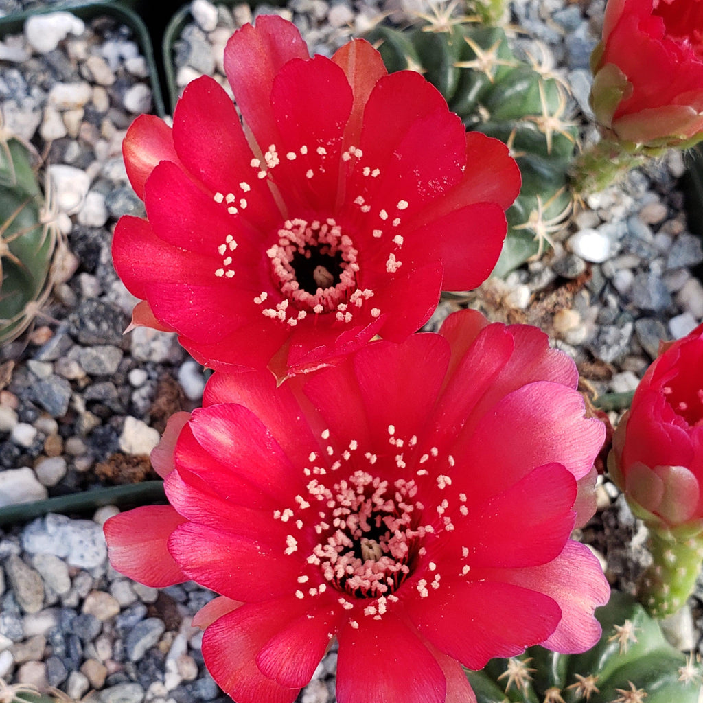 Lobivia pojoensis grandiflora