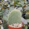 Opuntia pilifera