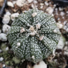 Sand Dollar Cactus &