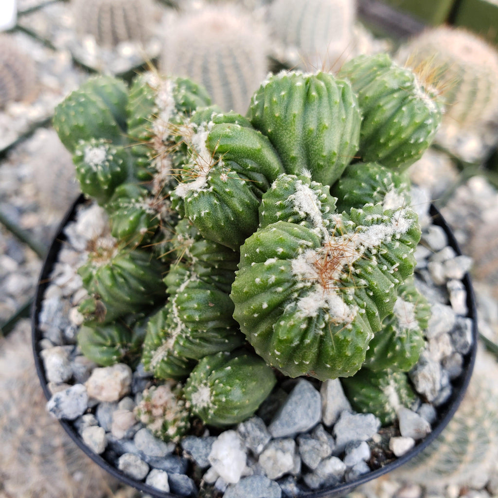 Cereus forbesii crest monstrose Ming Thing