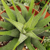 Haworthia attenuata concolor