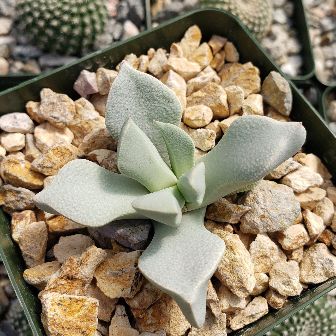 succulent triangular leaves Buy Schwantesia Borcherdsii | Attractive Succulent