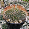 Mammillaeria Spinosissima Cristata