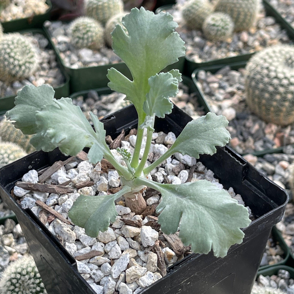 Pelargonium klinghardtense