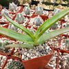 Aloe thraskii