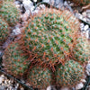 Rebutia donaldiana fiebrigii