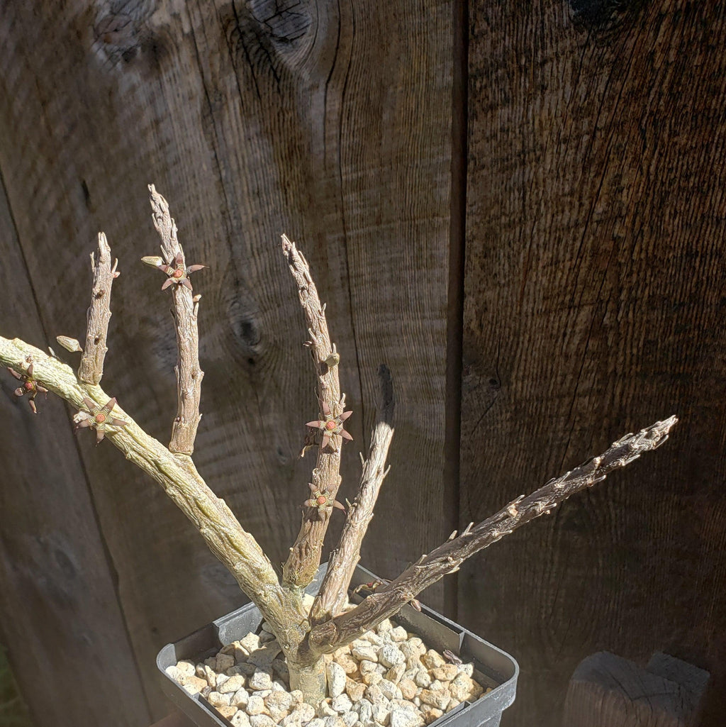 Rhytidocaulon macrolobum