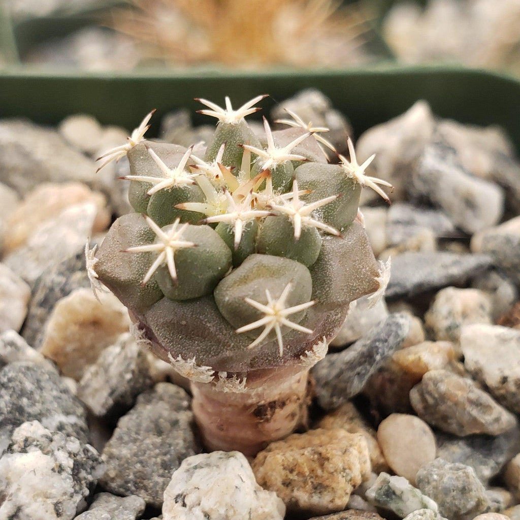 Turbinicarpus lophophoroides