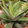 Haworthia attenuata concolor