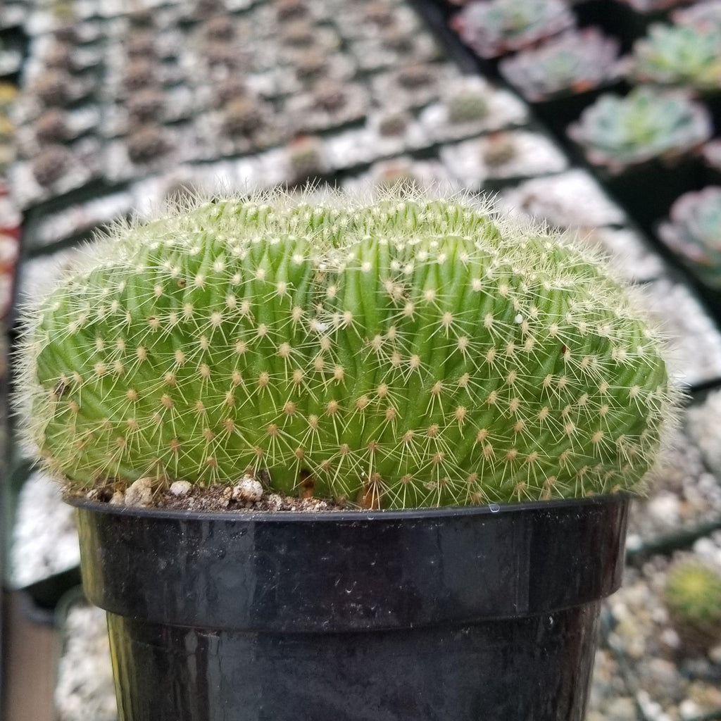 Trichocereus huascha cristata