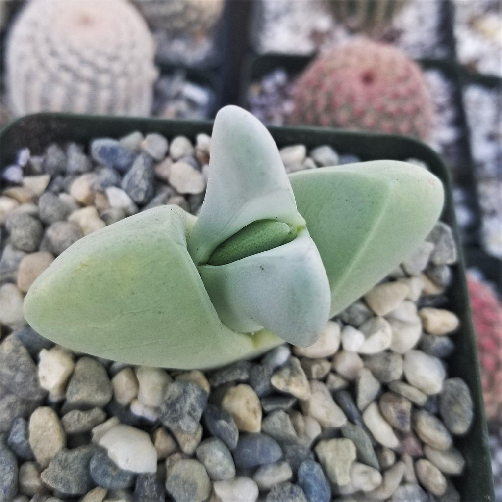 Cheiridopsis pillansii