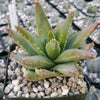 Crocodile Plant &