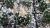 Stenocactus multicostatus "Brain Cactus"