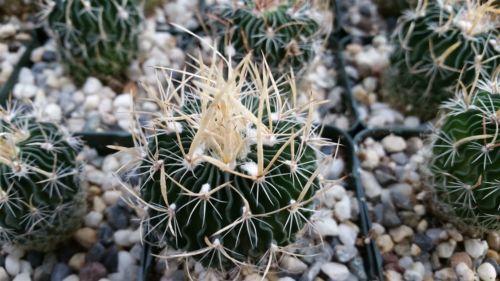 Stenocactus multicostatus "Brain Cactus"