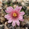 Mammillaria moelleriana