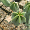 Myrtillocactus geometrizans trimmed