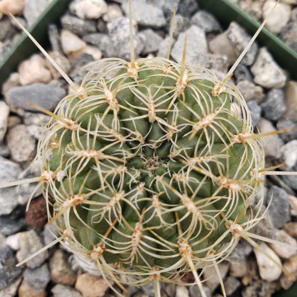 Sulcorebutia steinbachii veronikae