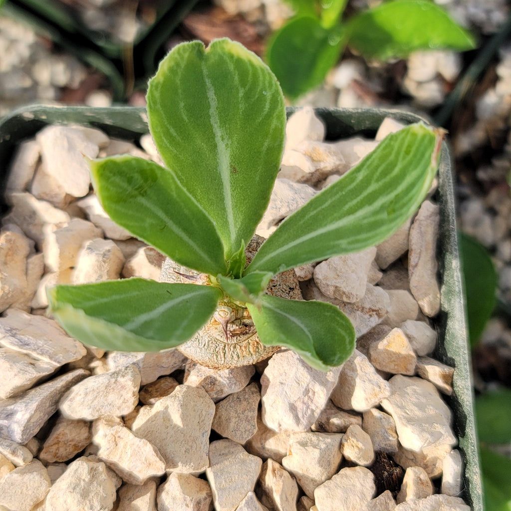 Euphorbia venenifica