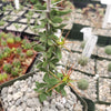 Euphorbia beharensis