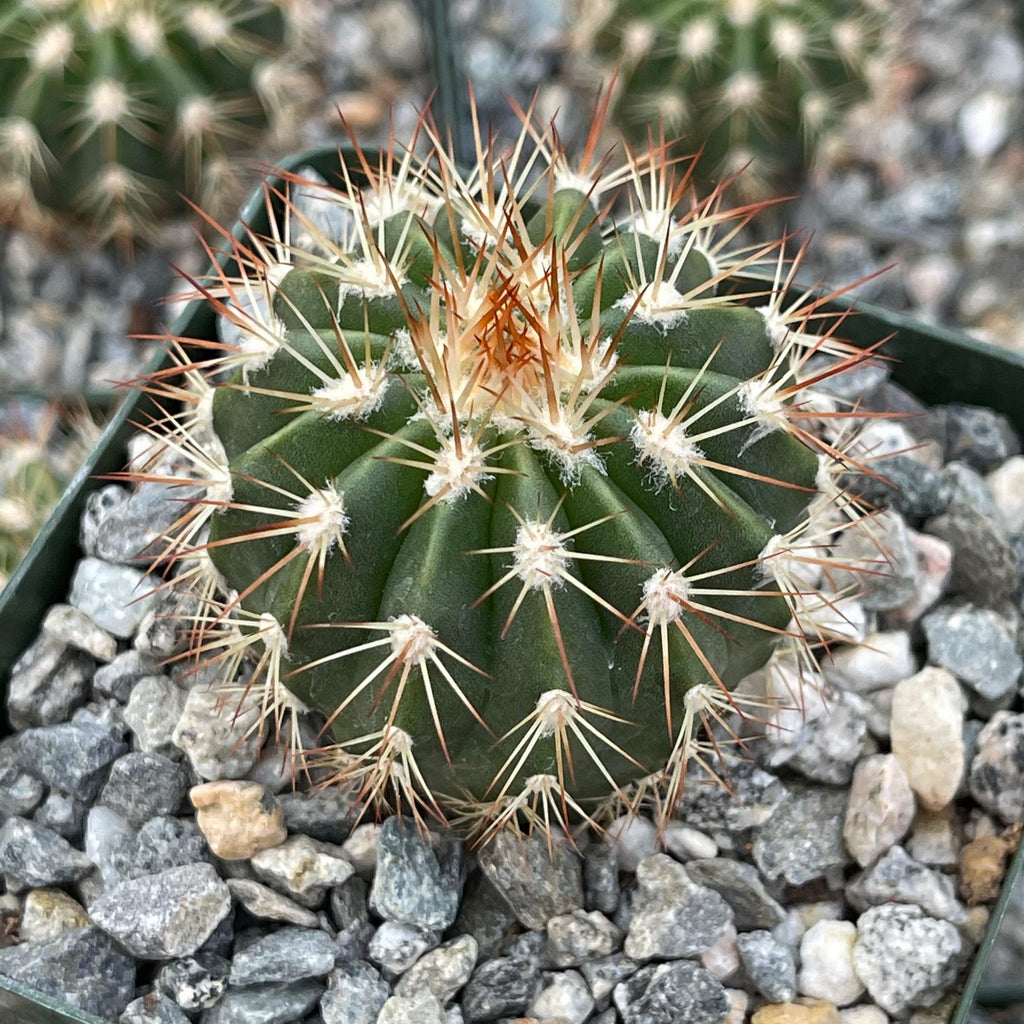 Melocactus guitartii
