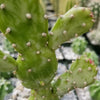 Opuntia monacantha cutting